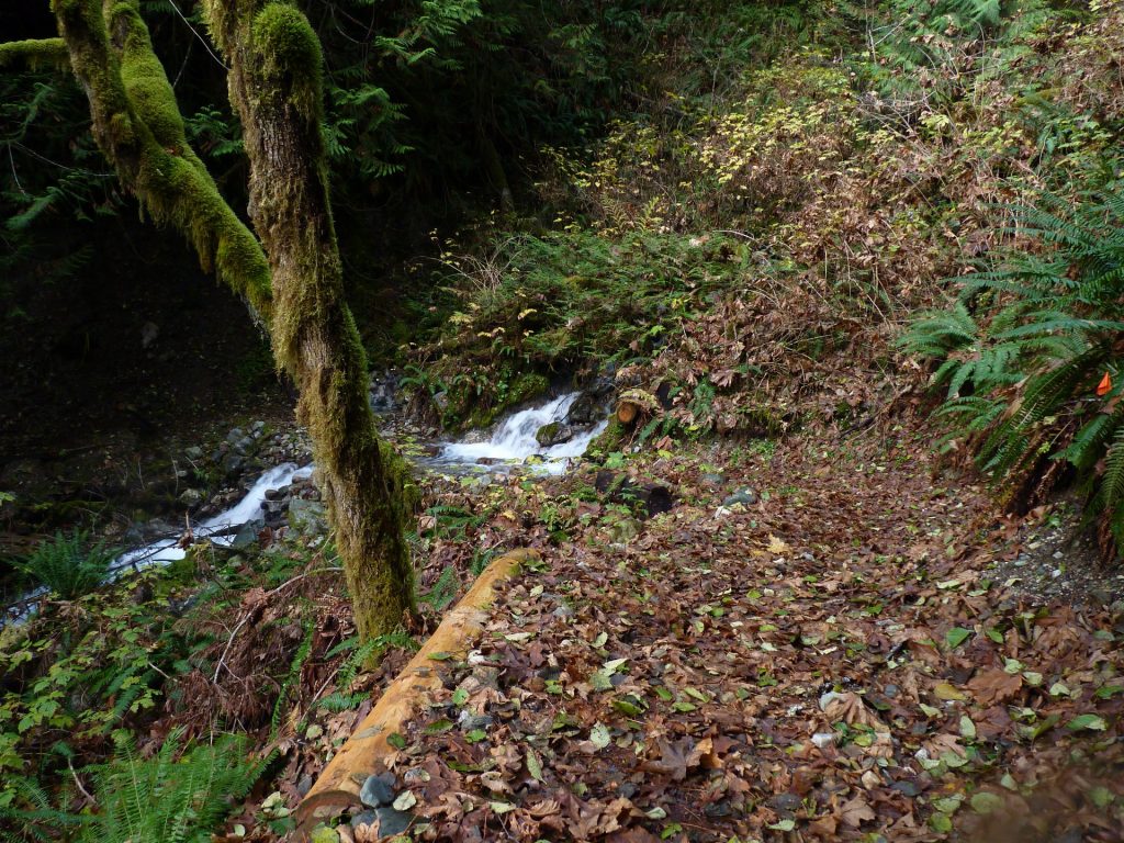 White Chuck Bench Trail