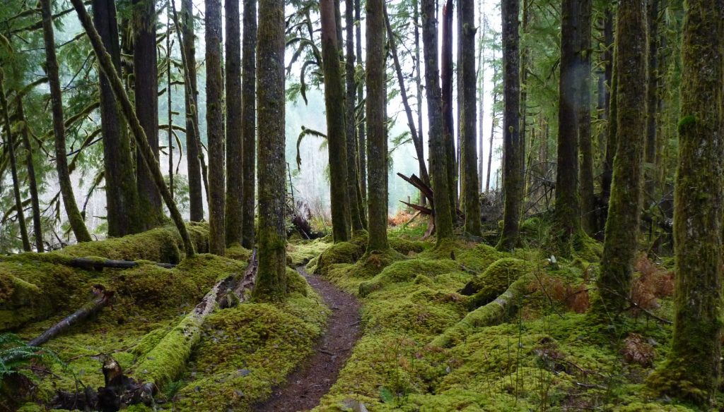 Old Sauk River Trail