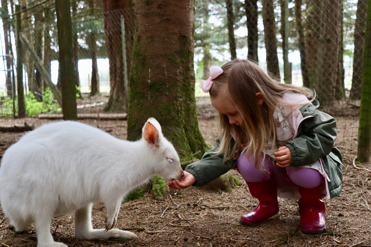 Outback Kangaroo Farm